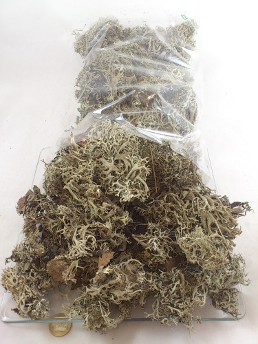 Tree moss 200 gr.